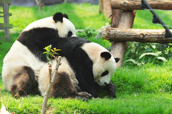 Quels sont les meilleurs spots pour observer les pandas dans le Sichuan, Chine ?